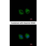 Immunofluorescence - IL1R2 antibody from Signalway Antibody (22661) - Antibodies.com