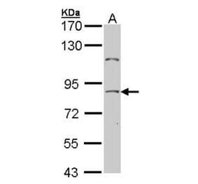 NULP1 antibody from Signalway Antibody (22672) - Antibodies.com