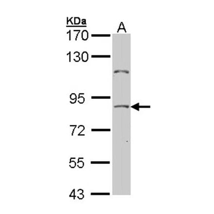 NULP1 antibody from Signalway Antibody (22672) - Antibodies.com