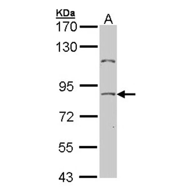 NULP1 antibody from Signalway Antibody (22672) - Antibodies.com