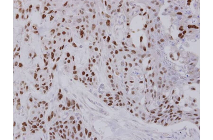 Immunohistochemistry - NULP1 antibody from Signalway Antibody (22672) - Antibodies.com