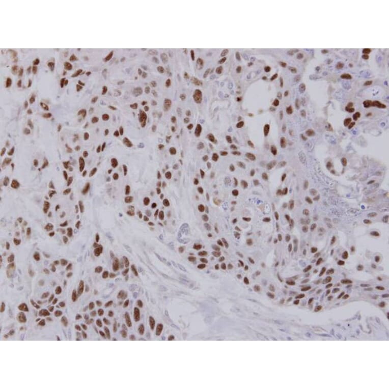 Immunohistochemistry - NULP1 antibody from Signalway Antibody (22672) - Antibodies.com