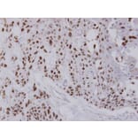 Immunohistochemistry - NULP1 antibody from Signalway Antibody (22672) - Antibodies.com