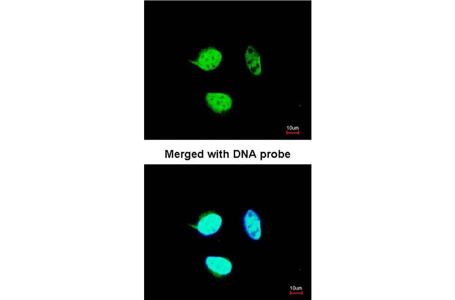 Immunofluorescence - NULP1 antibody from Signalway Antibody (22672) - Antibodies.com