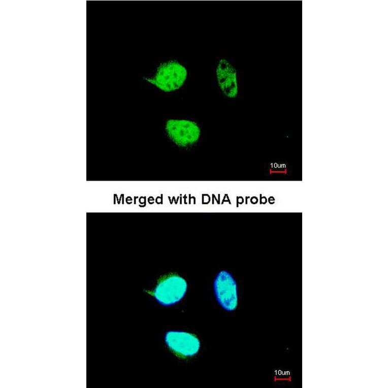 Immunofluorescence - NULP1 antibody from Signalway Antibody (22672) - Antibodies.com