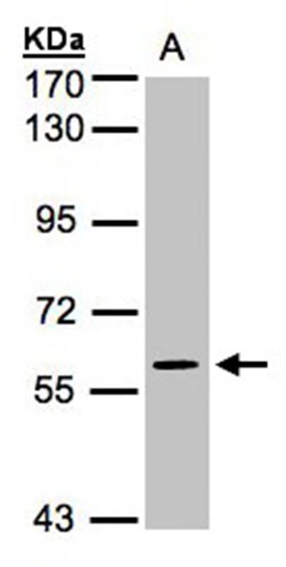 Sample (30 µg whole cell lysate) H12997.5% SDS PAGE Primary antibody diluted at 1: 1000