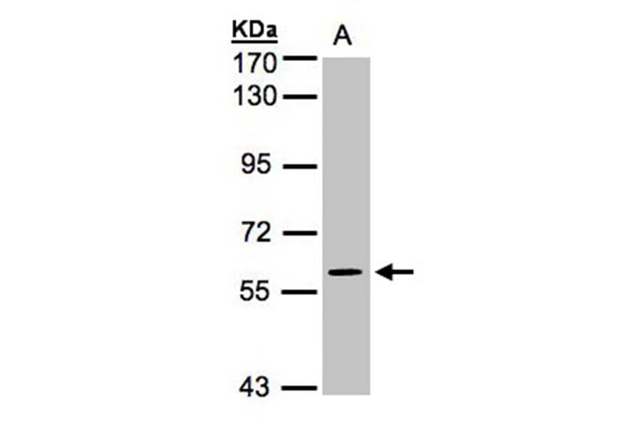 MAPK4 antibody from Signalway Antibody (22676) - Antibodies.com