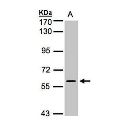 MAPK4 antibody from Signalway Antibody (22676) - Antibodies.com