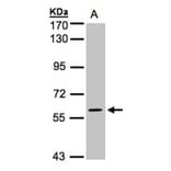 MAPK4 antibody from Signalway Antibody (22676) - Antibodies.com