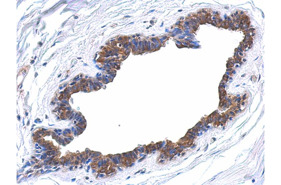 Immunohistochemistry - MAPK4 antibody from Signalway Antibody (22676) - Antibodies.com