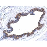 Immunohistochemistry - MAPK4 antibody from Signalway Antibody (22676) - Antibodies.com