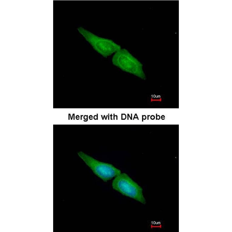 Immunofluorescence - MAPK4 antibody from Signalway Antibody (22676) - Antibodies.com
