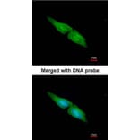Immunofluorescence - MAPK4 antibody from Signalway Antibody (22676) - Antibodies.com