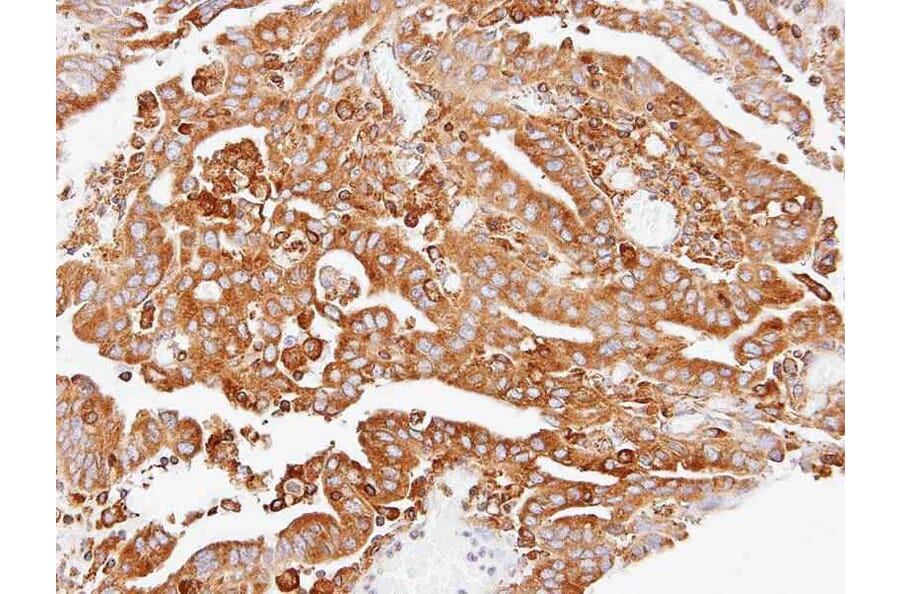 Immunohistochemistry - ARPC2 antibody from Signalway Antibody (22686) - Antibodies.com