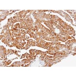 Immunohistochemistry - ARPC2 antibody from Signalway Antibody (22686) - Antibodies.com