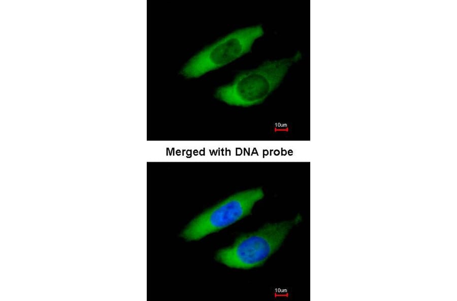 Immunofluorescence - ARPC2 antibody from Signalway Antibody (22686) - Antibodies.com