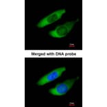 Immunofluorescence - ARPC2 antibody from Signalway Antibody (22686) - Antibodies.com