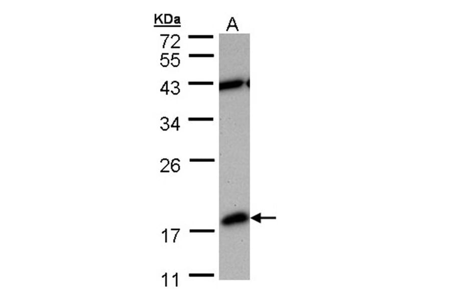 PDE6D antibody from Signalway Antibody (22703) - Antibodies.com