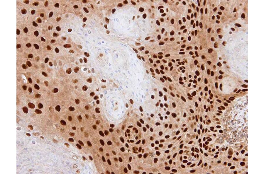 Immunohistochemistry - PDE6D antibody from Signalway Antibody (22703) - Antibodies.com