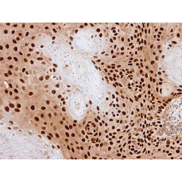 Immunohistochemistry - PDE6D antibody from Signalway Antibody (22703) - Antibodies.com