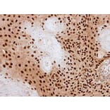 Immunohistochemistry - PDE6D antibody from Signalway Antibody (22703) - Antibodies.com