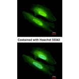 Immunofluorescence - PDE6D antibody from Signalway Antibody (22703) - Antibodies.com