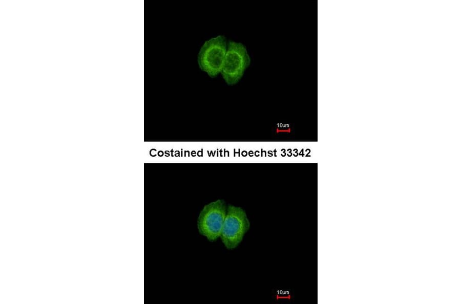 Immunofluorescence - FBL6 antibody from Signalway Antibody (22708) - Antibodies.com