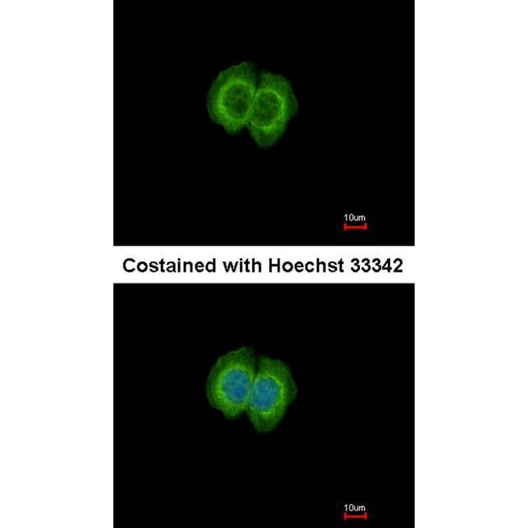 Immunofluorescence - FBL6 antibody from Signalway Antibody (22708) - Antibodies.com