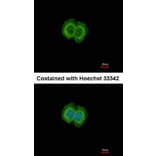 Immunofluorescence - FBL6 antibody from Signalway Antibody (22708) - Antibodies.com