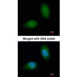 Immunofluorescence - HSPB8 antibody from Signalway Antibody (22713) - Antibodies.com