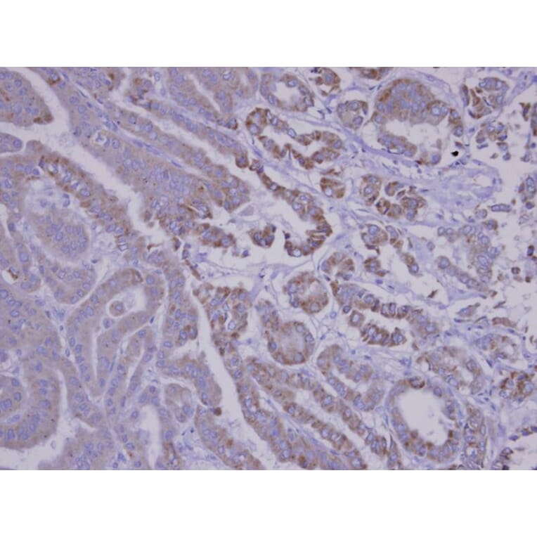 Immunohistochemistry - SNX12 antibody from Signalway Antibody (22717) - Antibodies.com