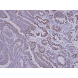 Immunohistochemistry - SNX12 antibody from Signalway Antibody (22717) - Antibodies.com