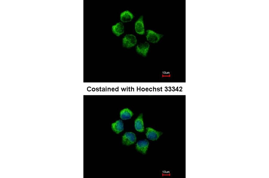 Immunofluorescence - SNX12 antibody from Signalway Antibody (22717) - Antibodies.com