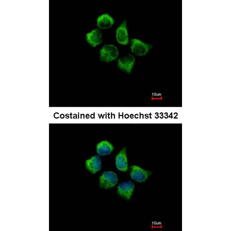 Immunofluorescence - SNX12 antibody from Signalway Antibody (22717) - Antibodies.com