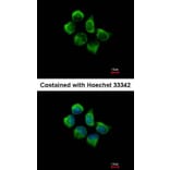 Immunofluorescence - SNX12 antibody from Signalway Antibody (22717) - Antibodies.com