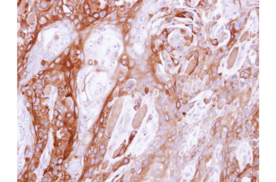 Immunohistochemistry - UBE4B antibody from Signalway Antibody (22741) - Antibodies.com