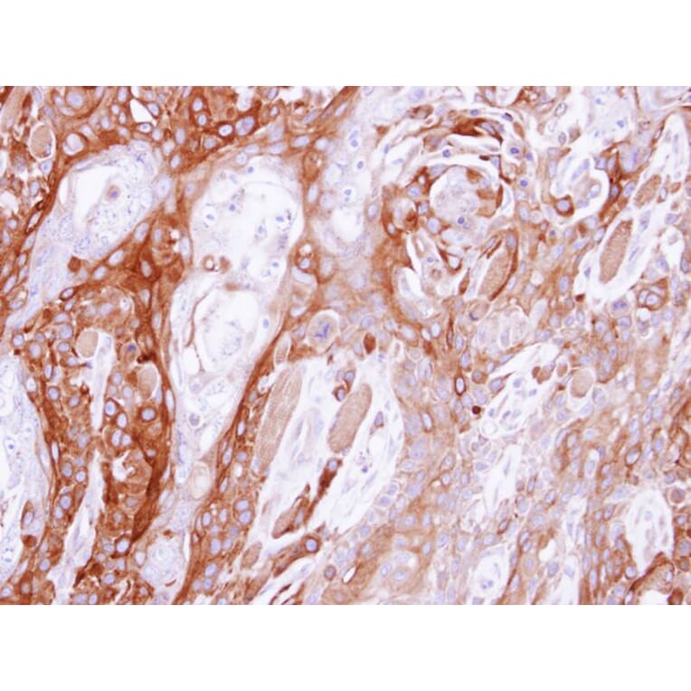 Immunohistochemistry - UBE4B antibody from Signalway Antibody (22741) - Antibodies.com