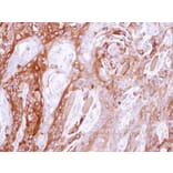 Immunohistochemistry - UBE4B antibody from Signalway Antibody (22741) - Antibodies.com