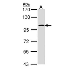 LARS2 antibody from Signalway Antibody (22745) - Antibodies.com
