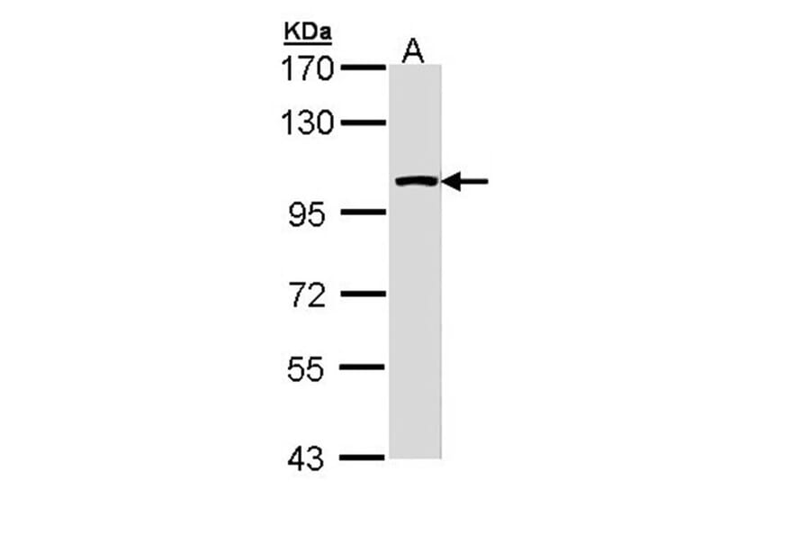 LARS2 antibody from Signalway Antibody (22745) - Antibodies.com