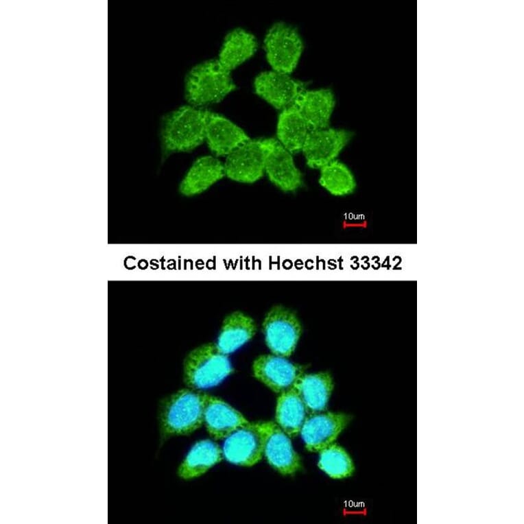 Immunofluorescence - LARS2 antibody from Signalway Antibody (22745) - Antibodies.com