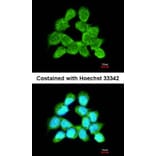Immunofluorescence - LARS2 antibody from Signalway Antibody (22745) - Antibodies.com