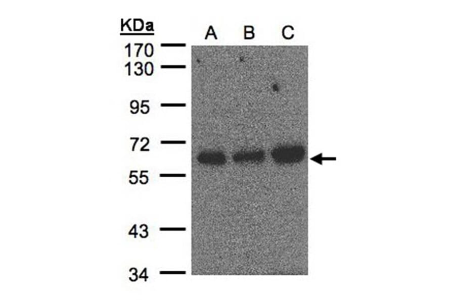 PUF60 antibody from Signalway Antibody (22762) - Antibodies.com