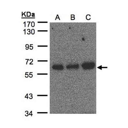 PUF60 antibody from Signalway Antibody (22762) - Antibodies.com