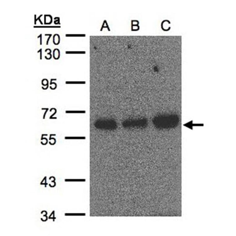 PUF60 antibody from Signalway Antibody (22762) - Antibodies.com