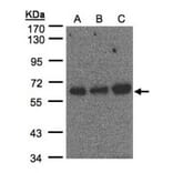 PUF60 antibody from Signalway Antibody (22762) - Antibodies.com