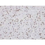 Immunohistochemistry - PUF60 antibody from Signalway Antibody (22762) - Antibodies.com