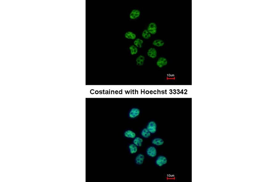 Immunofluorescence - PUF60 antibody from Signalway Antibody (22762) - Antibodies.com