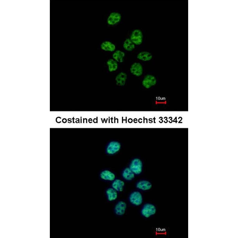 Immunofluorescence - PUF60 antibody from Signalway Antibody (22762) - Antibodies.com