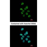 Immunofluorescence - PUF60 antibody from Signalway Antibody (22762) - Antibodies.com